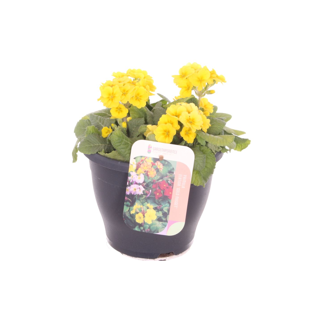 Primula elatior Veristar Yellow.