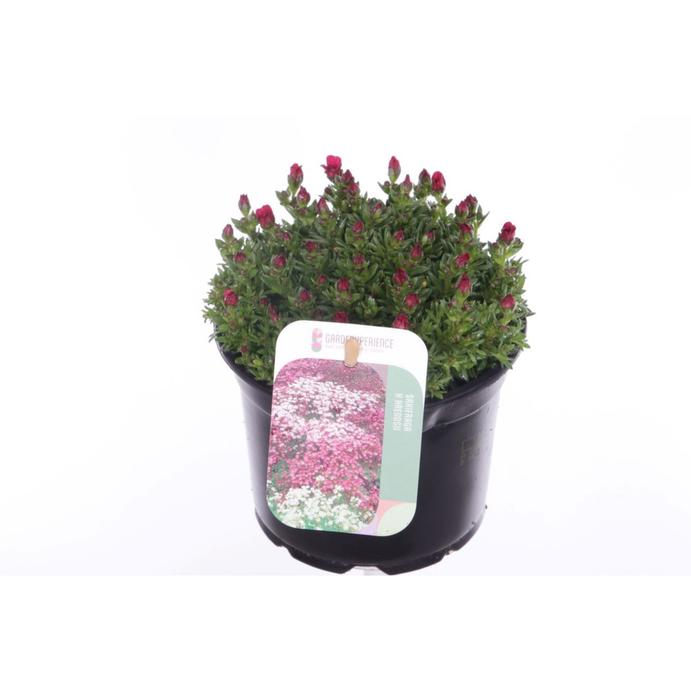 Saxifraga Touran Deep Red.