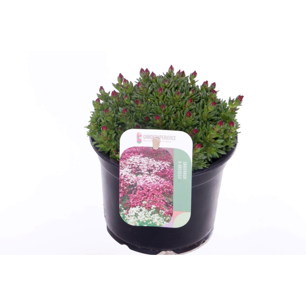 Saxifraga Touran Deep Red.