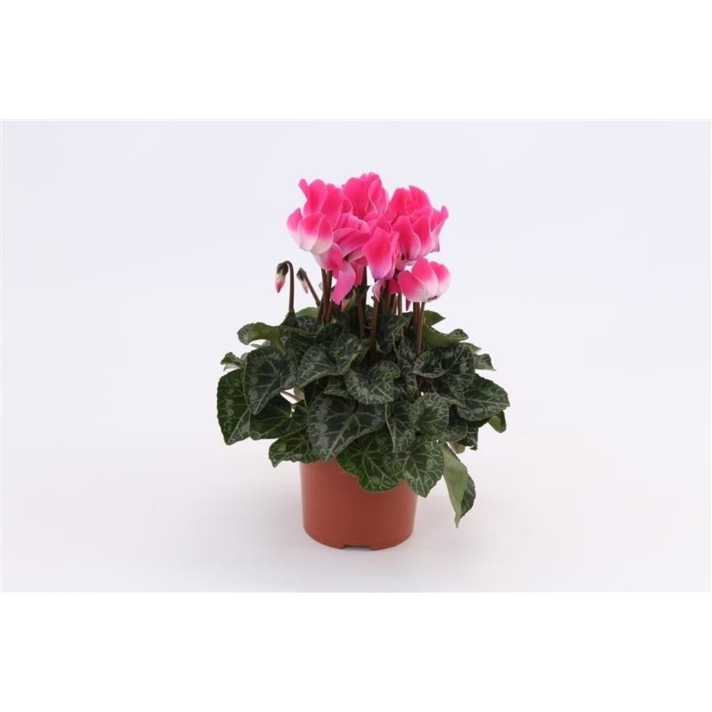 Cyclaam Indiaka Magenta.