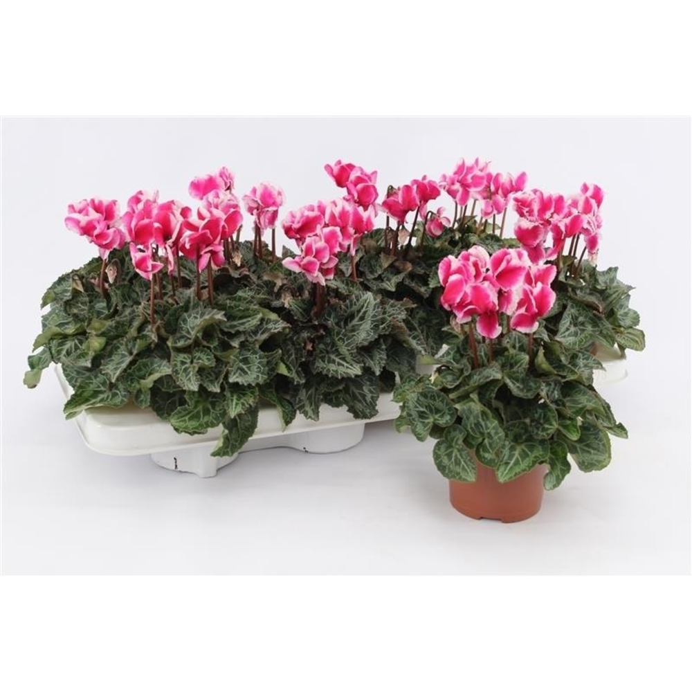 Cyclaam Abanico Magenta.