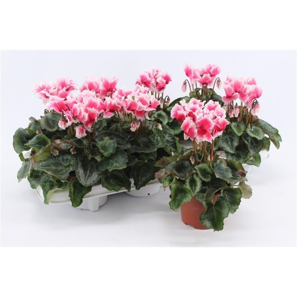 Cyclaam Abanico Salmon.