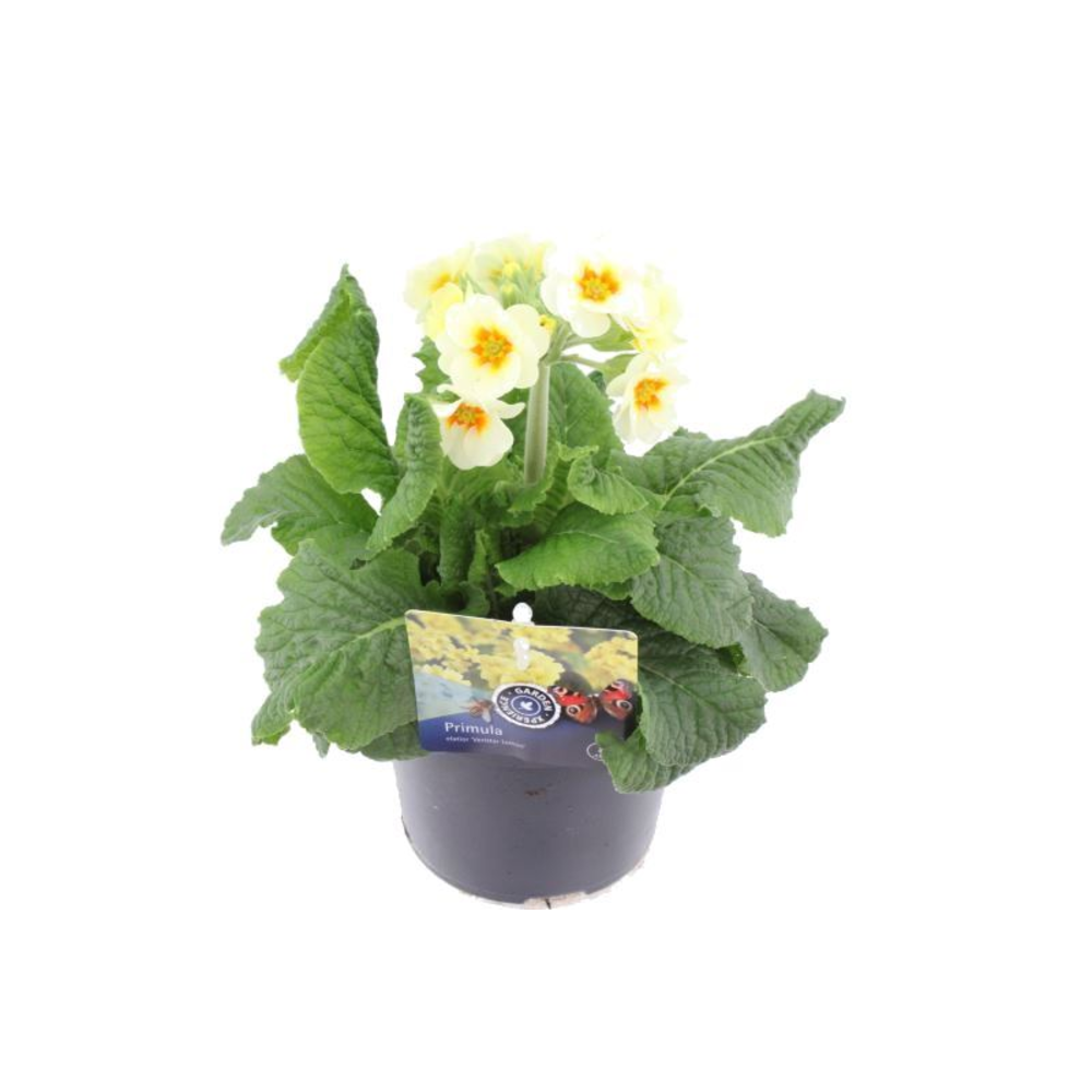 Primula elatior Cream Orange Eye.