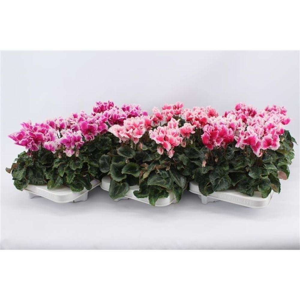 Cyclaam Abanico Mix Layer.