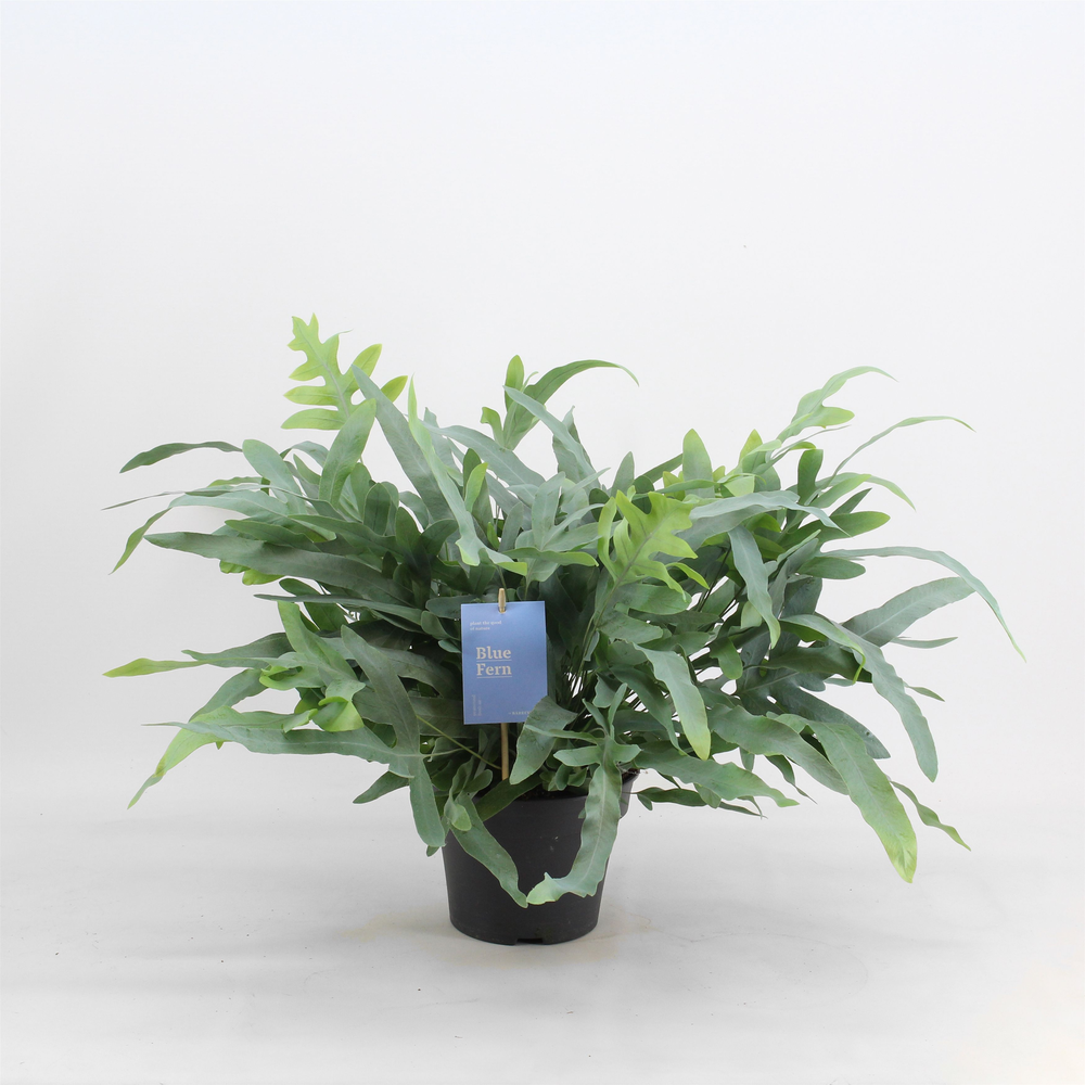 Phlebodium 'Blue Fern'.