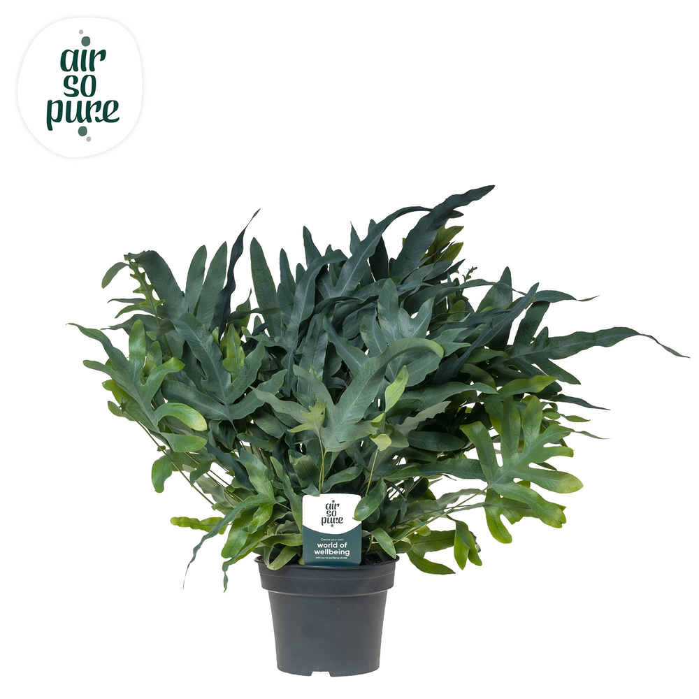 Phlebodium 'Blue Fern' - Air So Pure.