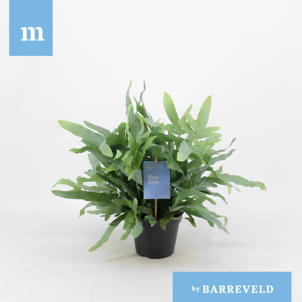 Phlebodium 'Blue Fern'.