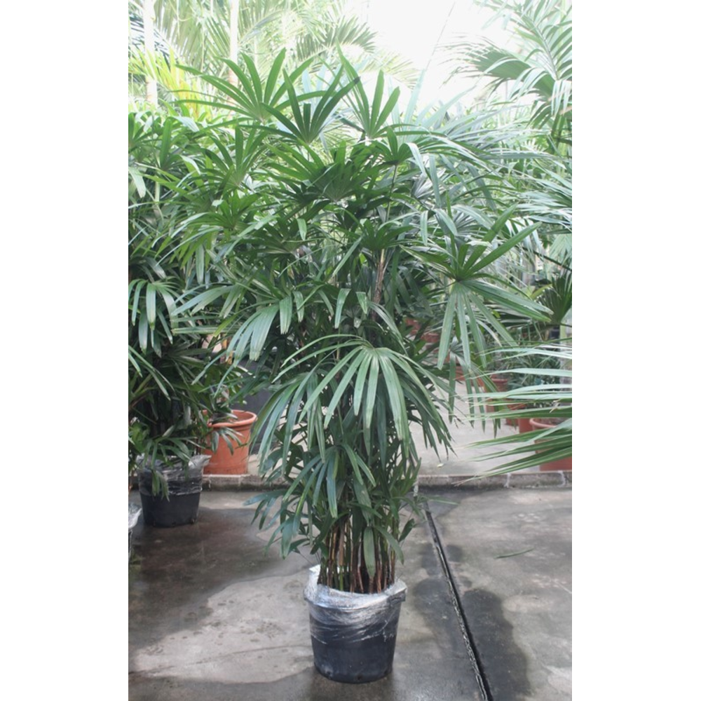 Rhapis excelsa.