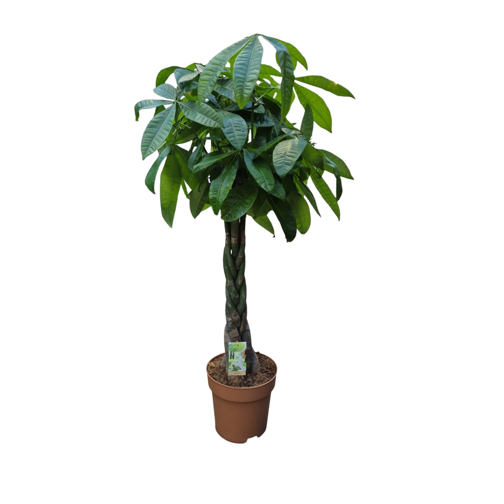 Pachira vlecht - hoogte 140-150.