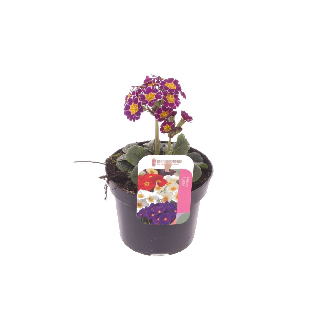 Primula elatior Miss Violet Laced.