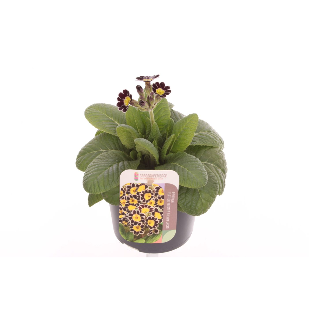 Primula elatior Mister Silver Laced.