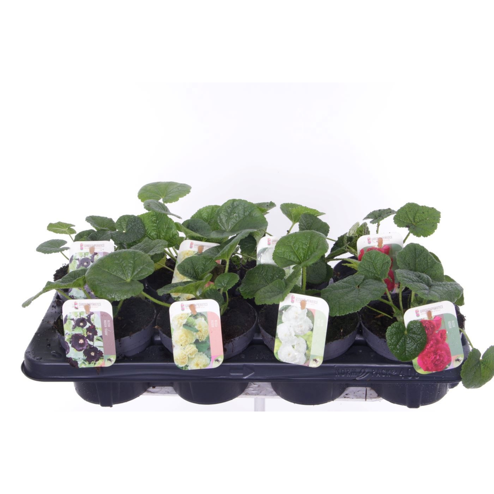 Alcea rosea Chart. Double Mix.