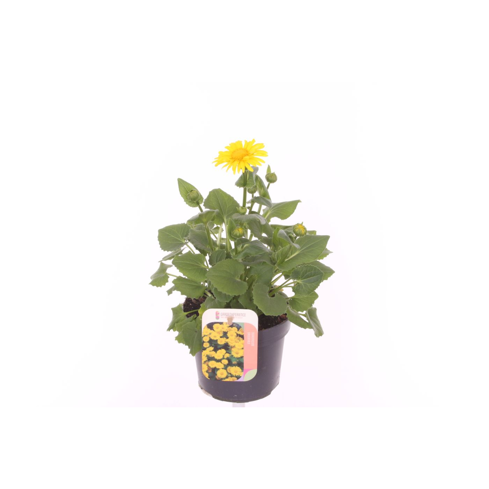 Doronicum orientale.