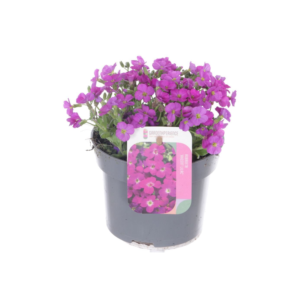 Aubrieta Axcent Lilac.