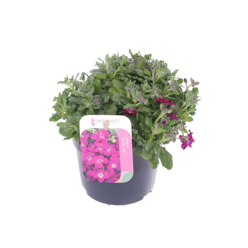 Aubrieta Axcent Lilac.