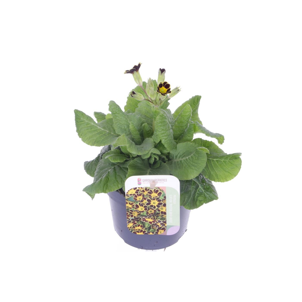 Primula elatior Mister Gold Laced.