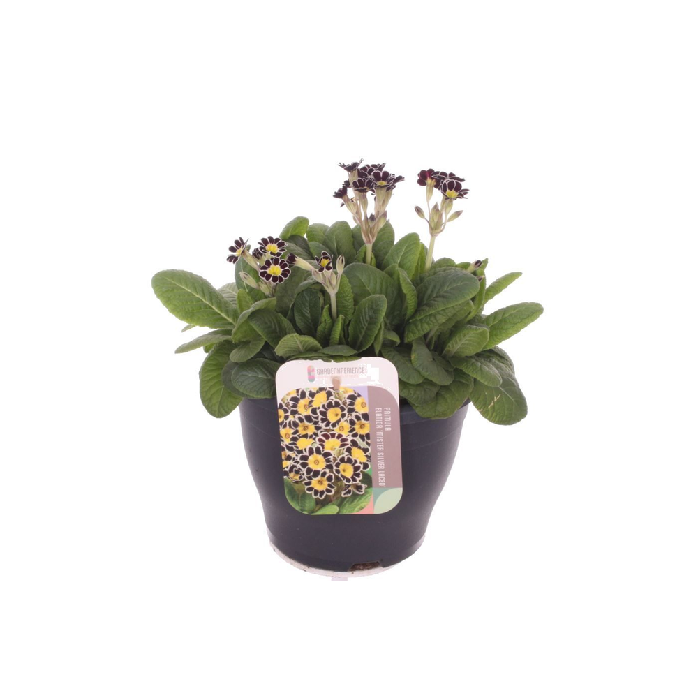 Primula elatior Mister Silver Laced.