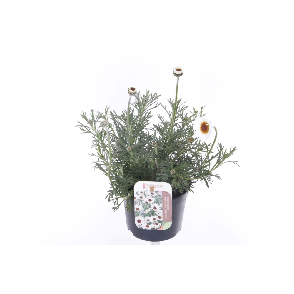 Rhodanthemum Casablanca.