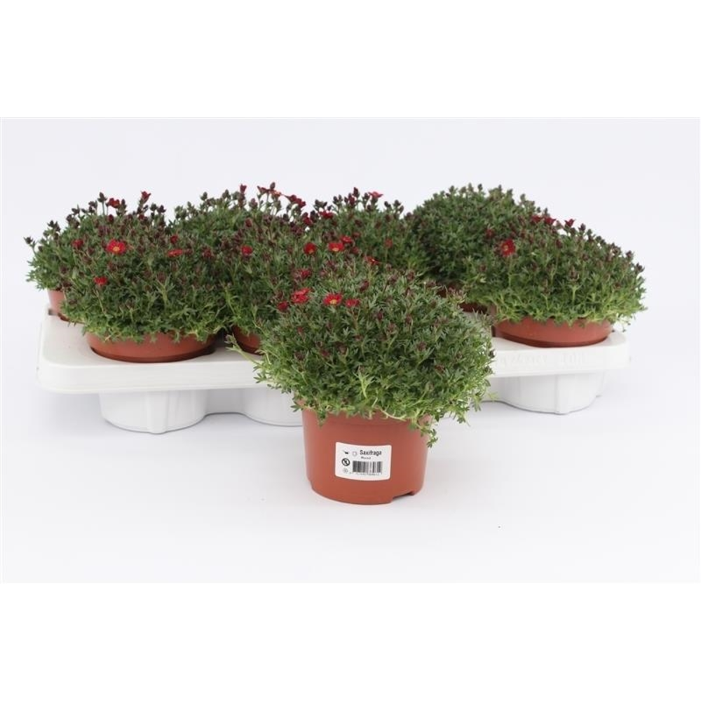 Saxifraga Peterpan Red.