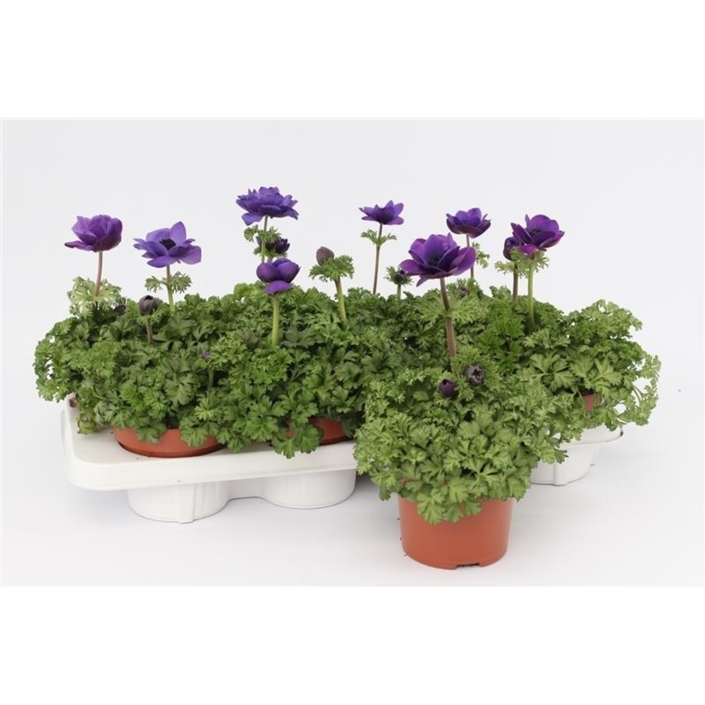 Anemone Harmony Blue.