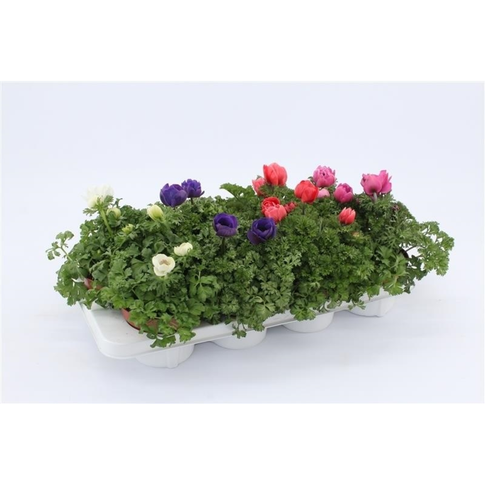 Anemone Harmony Mixtray.