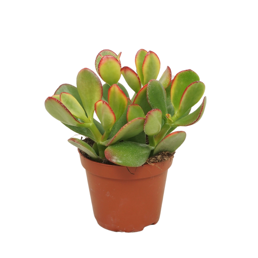 Crassula sunset 8,5 cm.