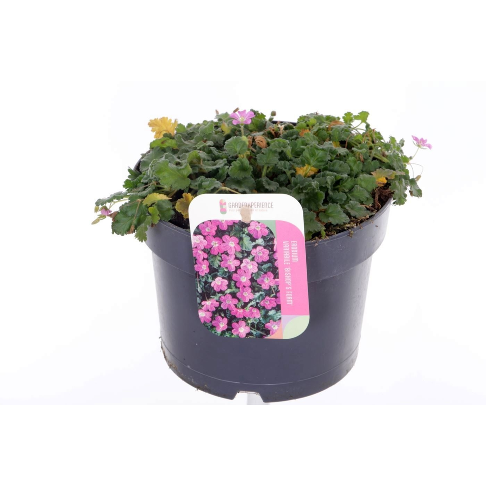 Erodium var. Bishop's Form.