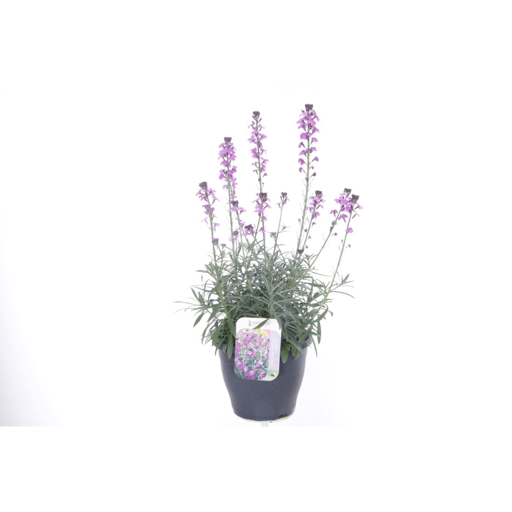 Erysimum lin. Bowles Mauve.