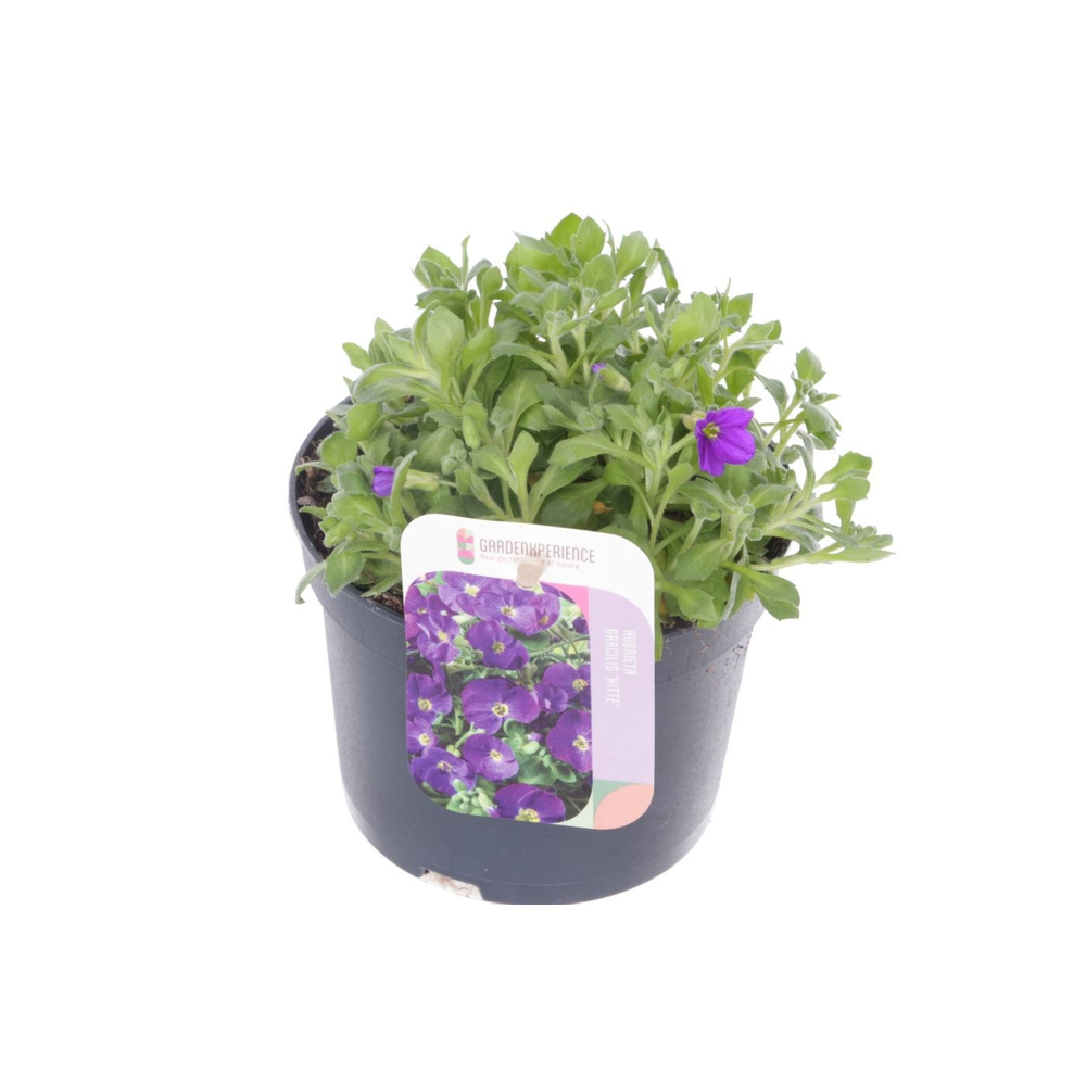 Aubrieta gracilis Kitte.