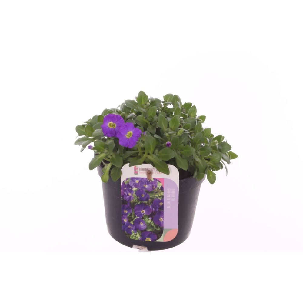 Aubrieta gracilis Kitte.