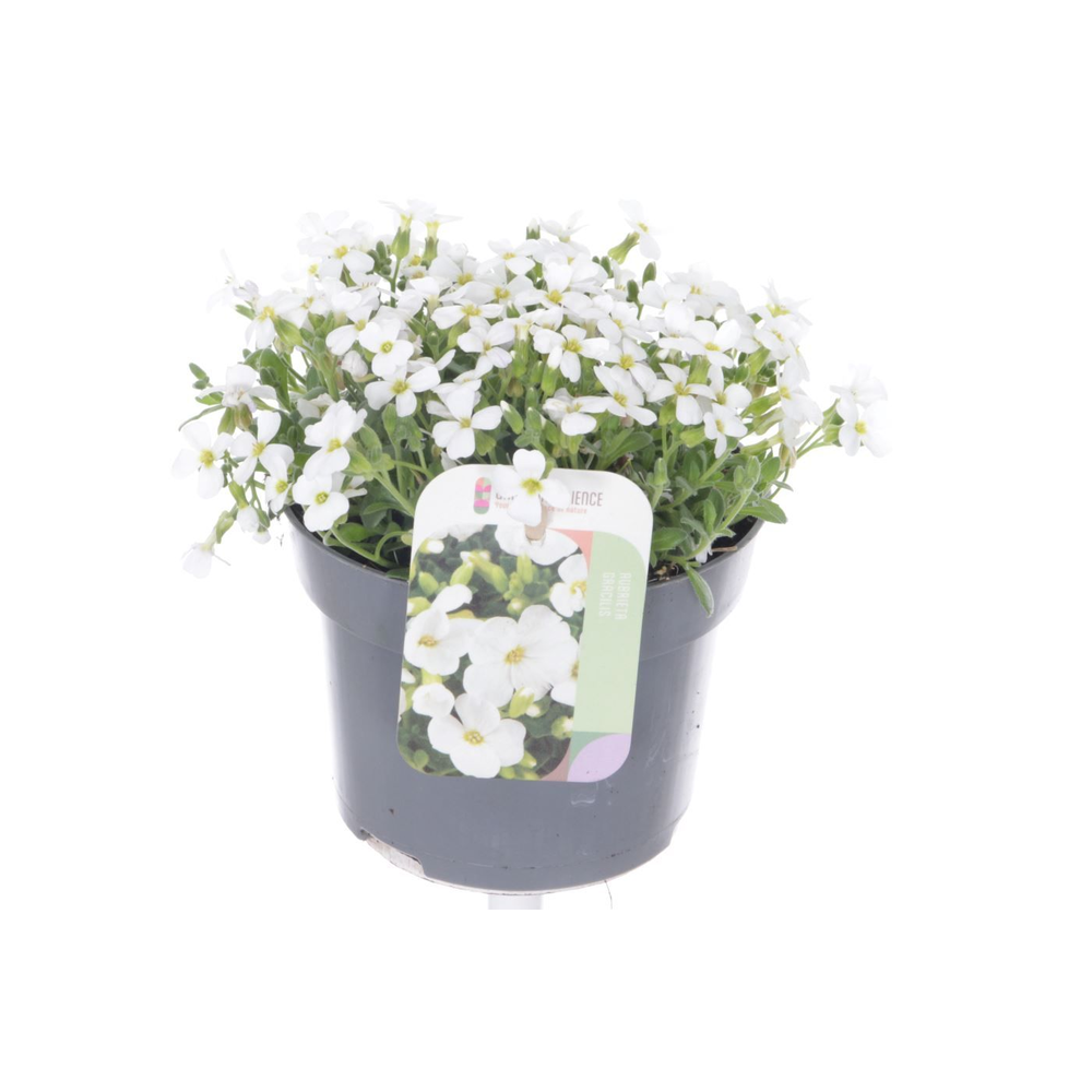 Aubrieta Regado White.