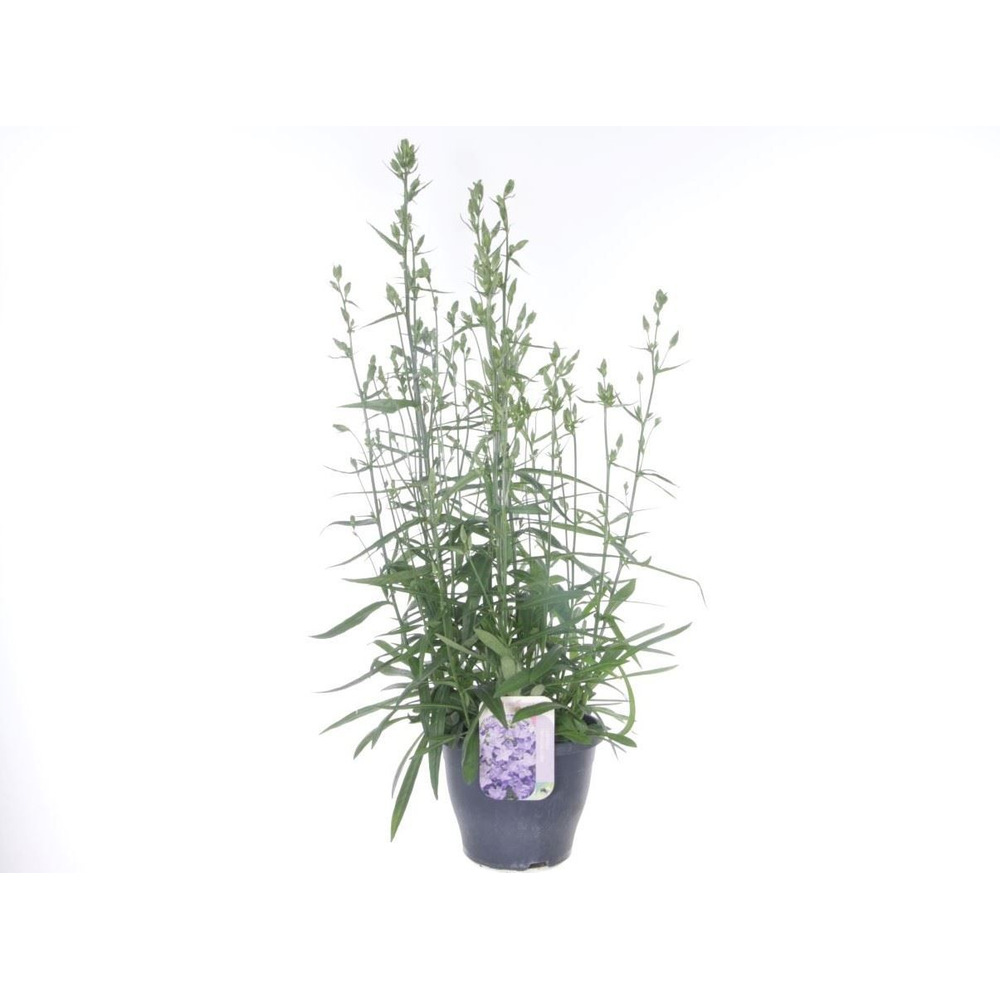 Campanula pers. Takion Blue.