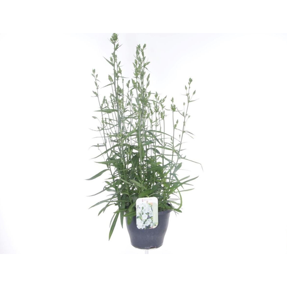 Campanula pers. Takion White.