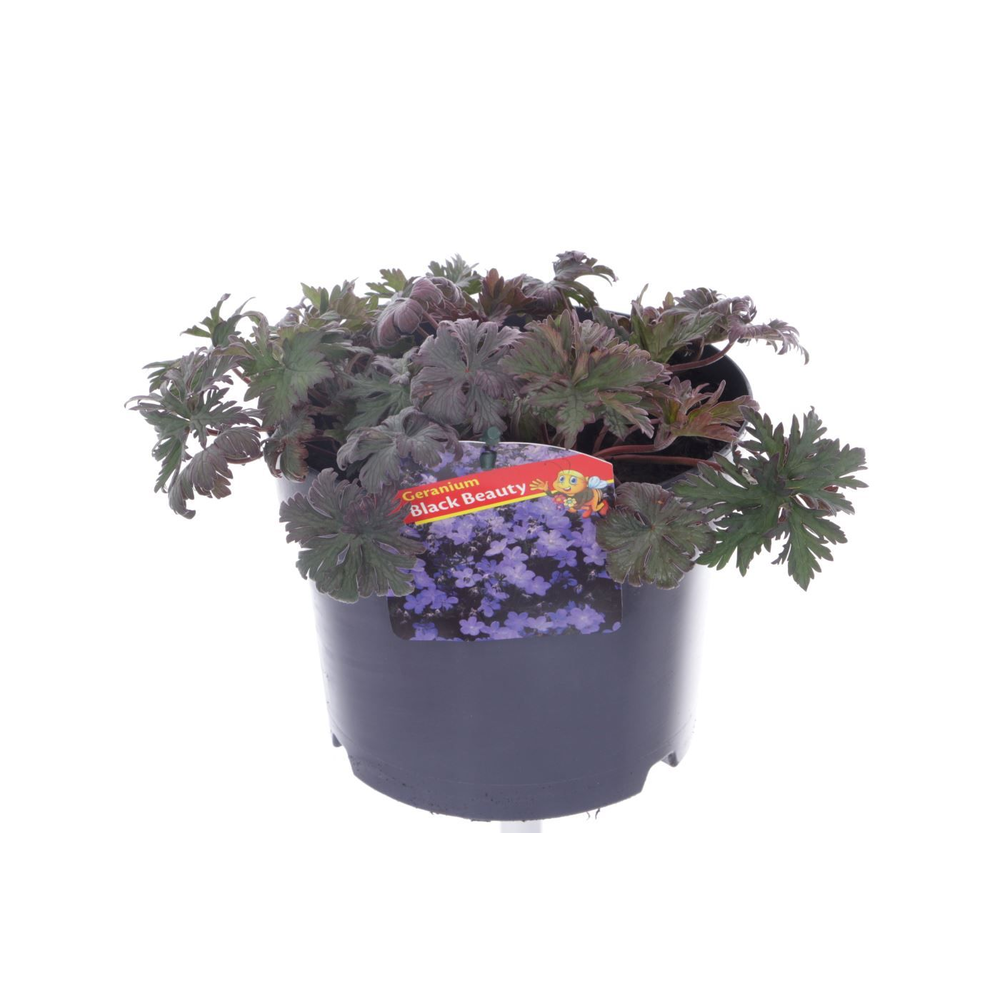 Geranium Black Beauty.