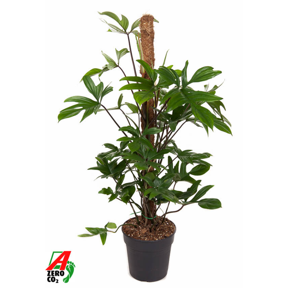 Philodendron Pedatum mosstok P21 (NO GAP).