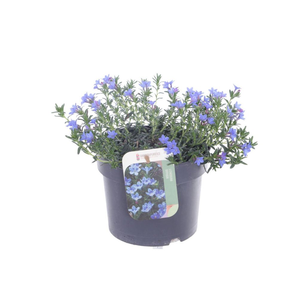 Lithodora diffusa Compact Blue.