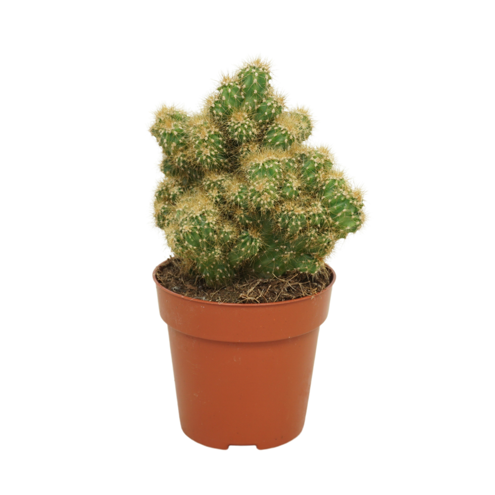 Cereus peruvianus 'Monstrosus' geel 8,5 cm..