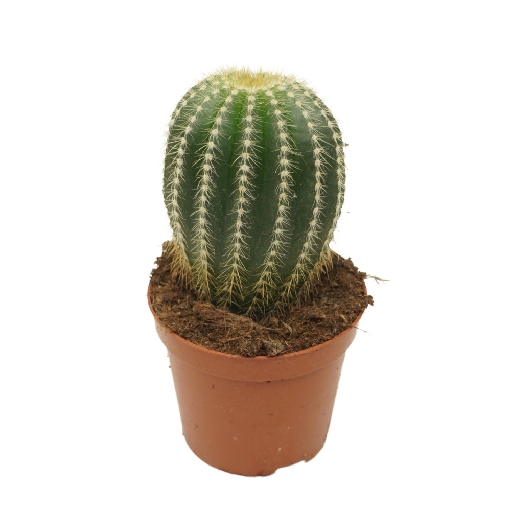 Eriocactus warasii 8,5 cm.