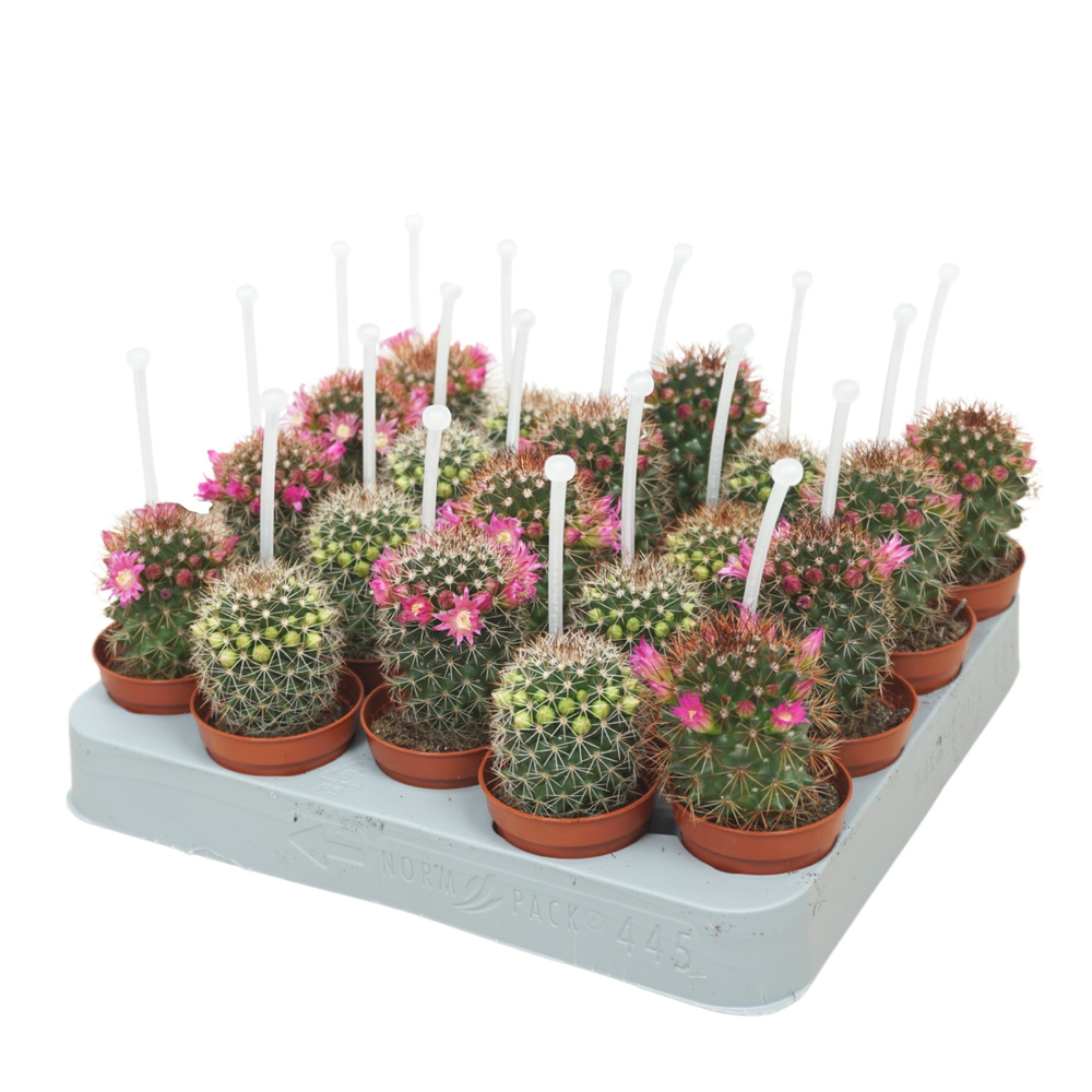 Cactus mix 5,5 cm bloeiend met picker.