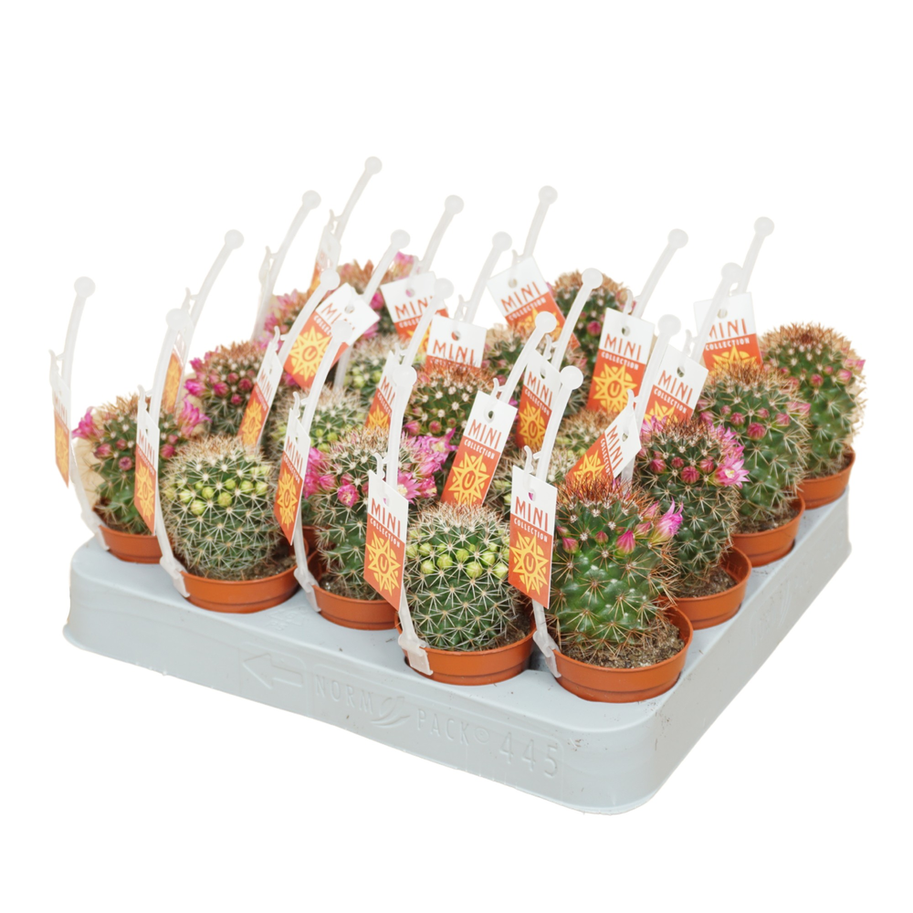 Cactus mix 5,5 cm bloeiend met picker+etiket.