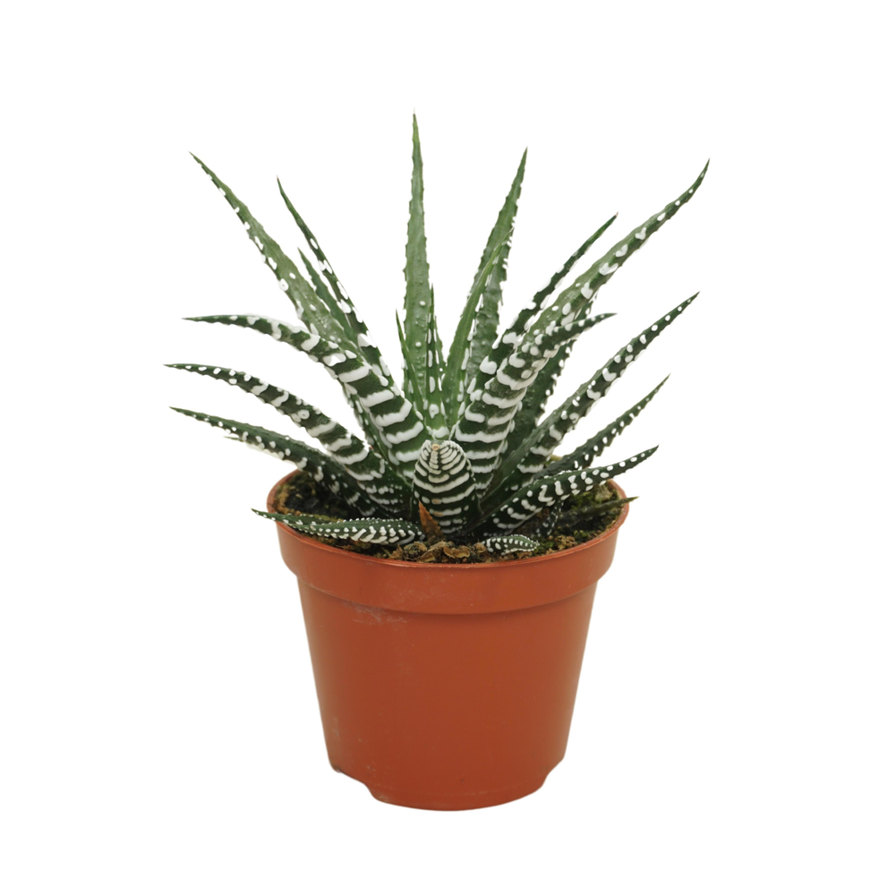 Haworthia fasciata 'big band' 8,5 cm met etiket.