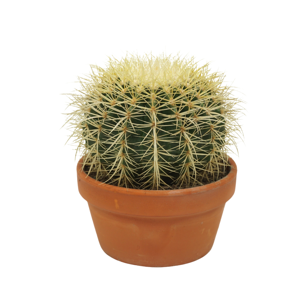 Echinocactus grusonii 17 cm.