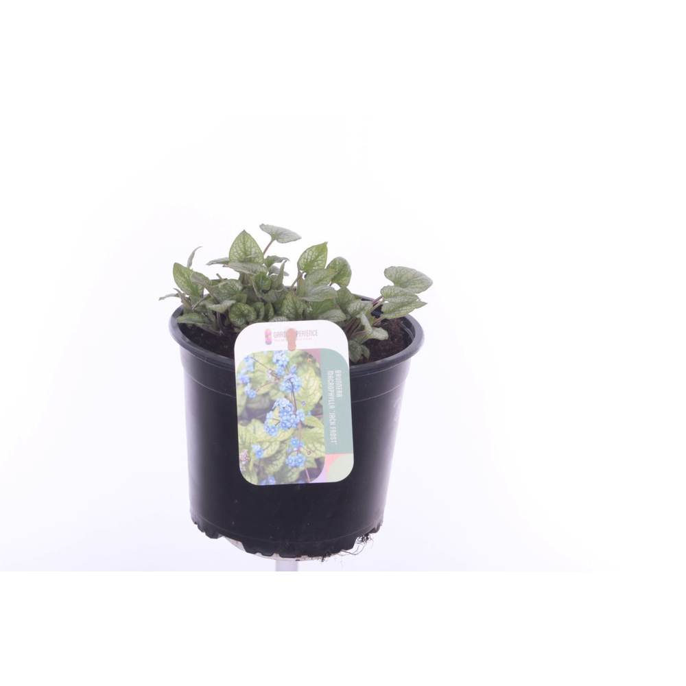 Brunnera macrophylla Jack Frost.