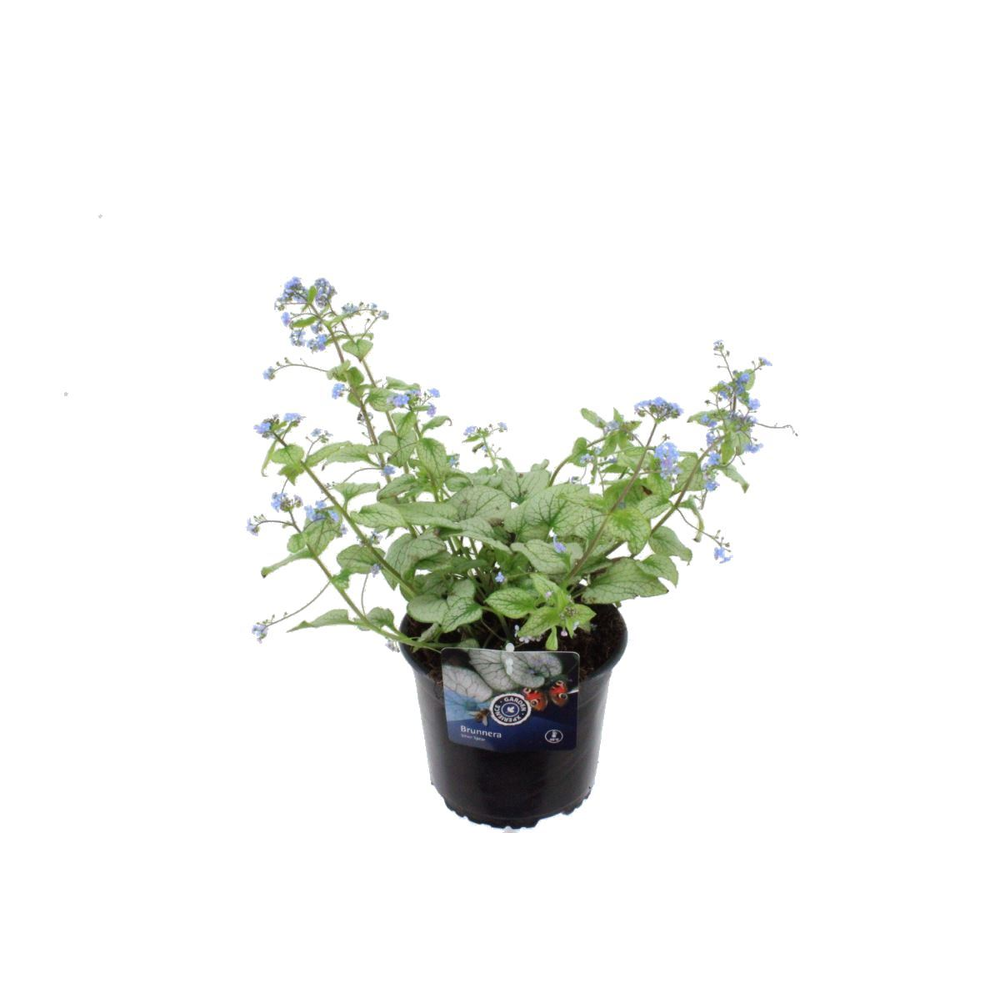 Brunnera macrophylla Jack Frost.