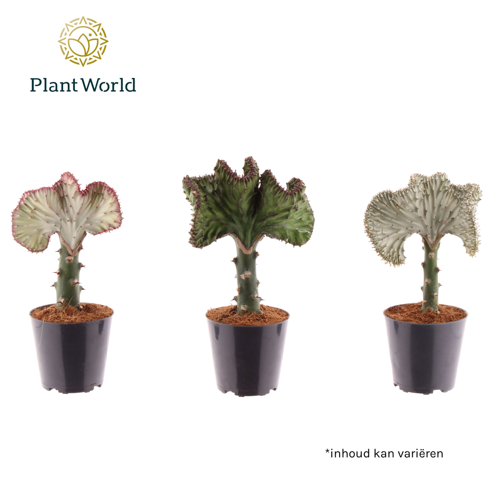 Euphorbia lactea 'Cristata' mix.