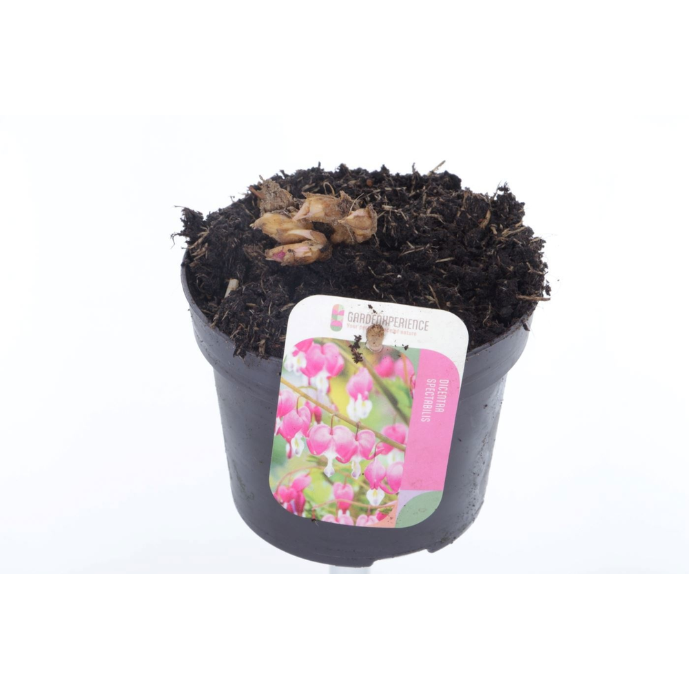 Dicentra spectabilis.