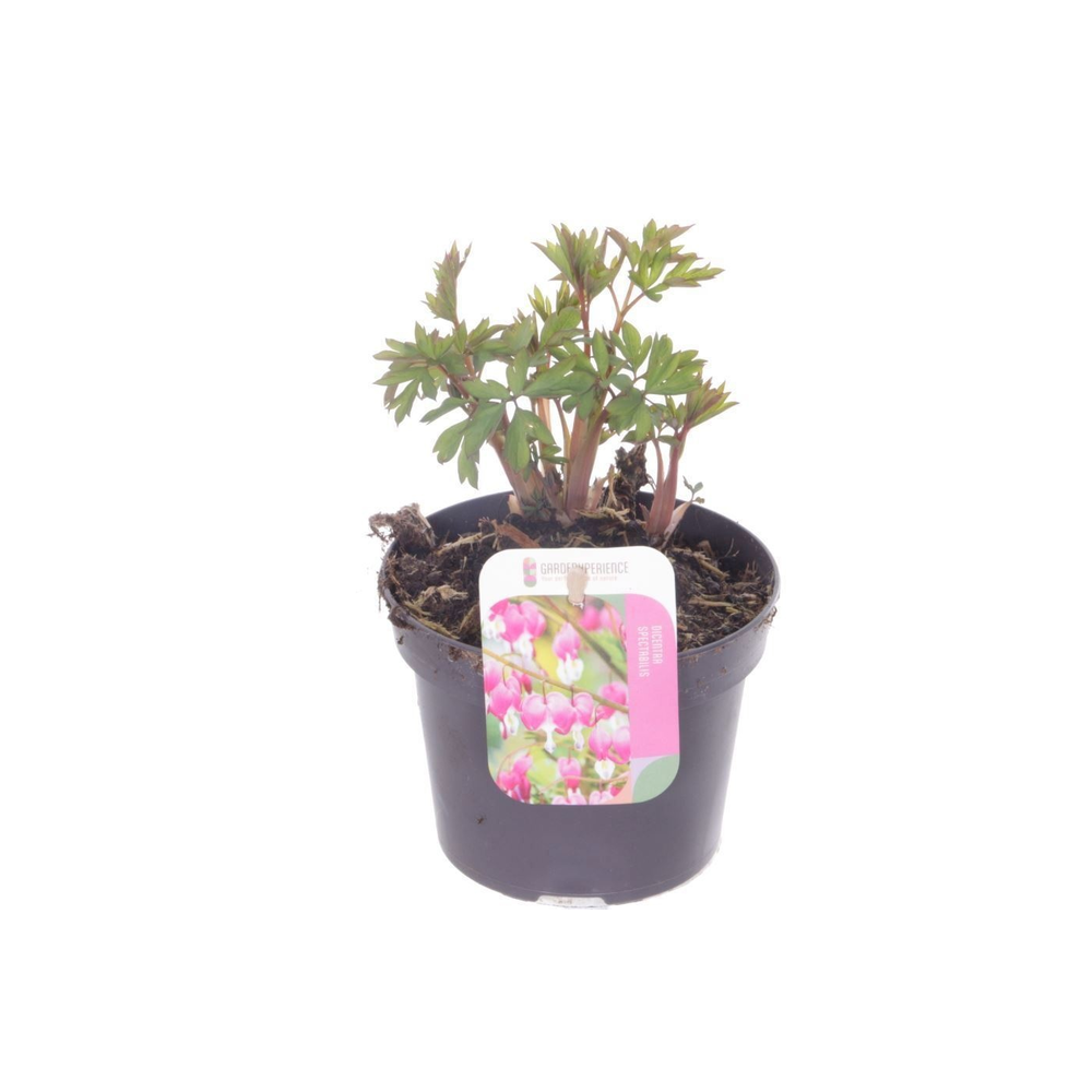 Dicentra spectabilis.