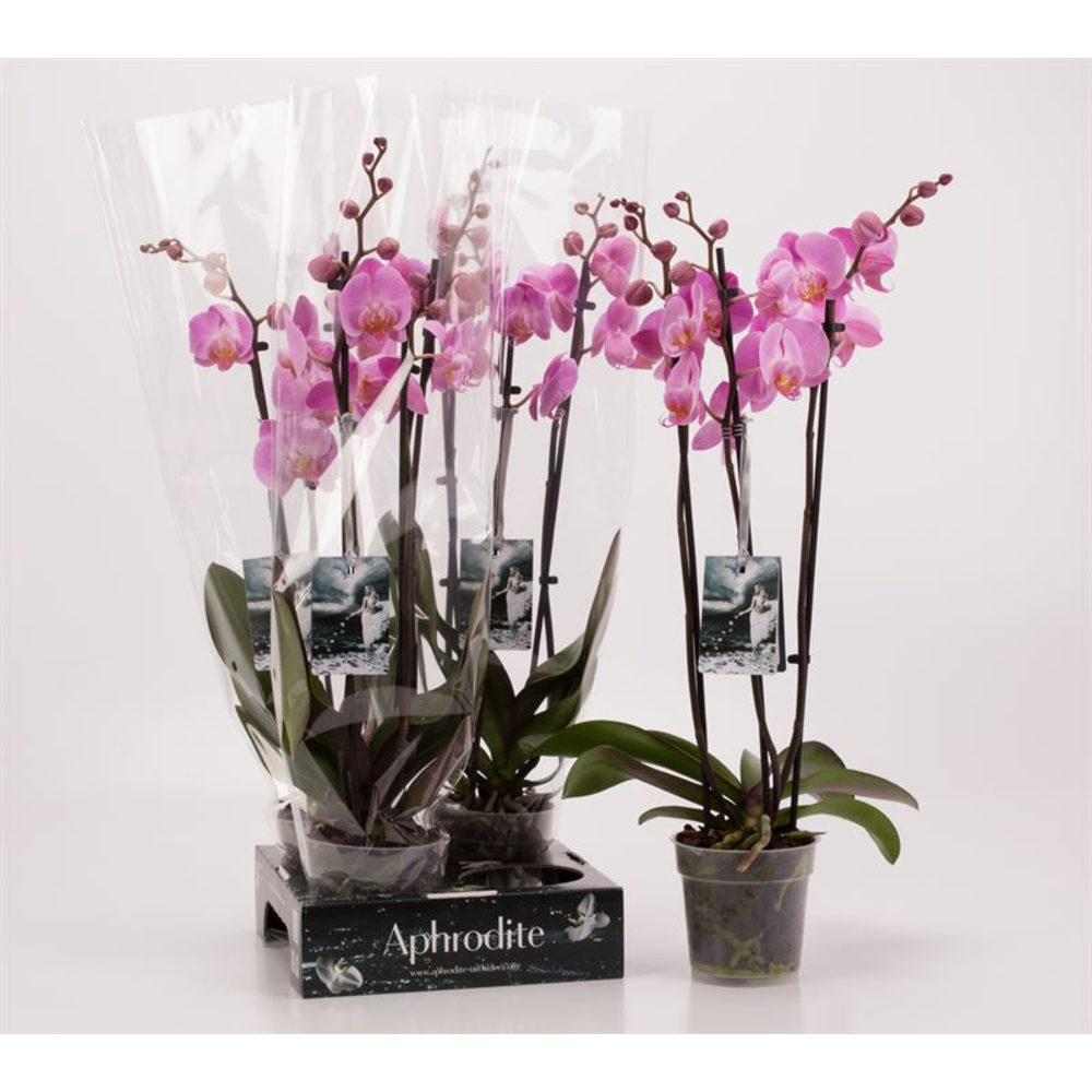 Phalaenopsis roze 3 tak roze Goddess.
