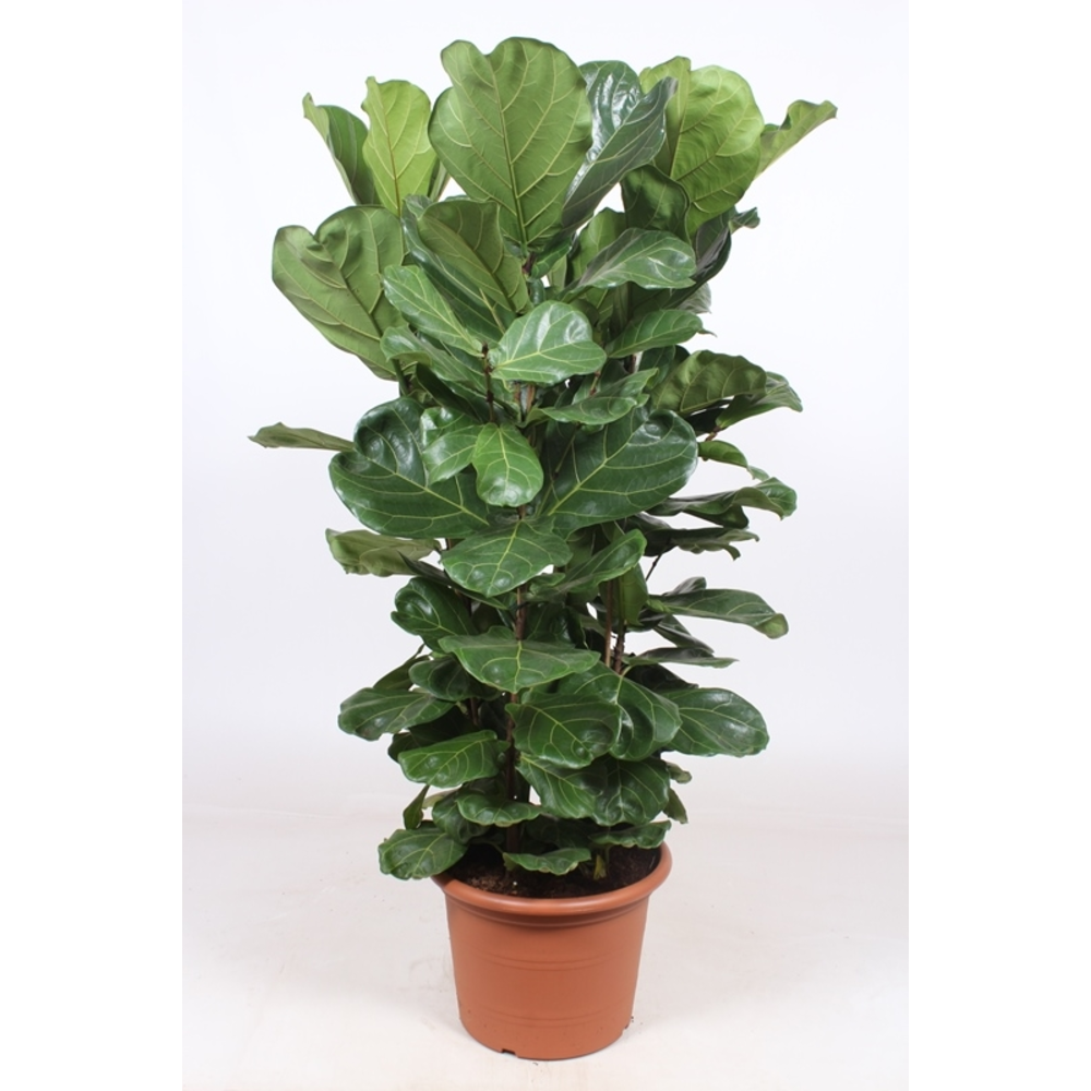 Ficus Lyrata 4 per pot.