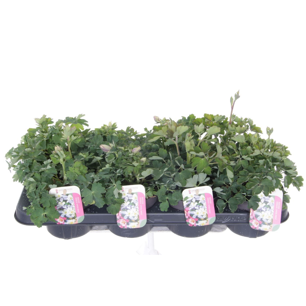 Aquilegia caer. Spring Magic mix.